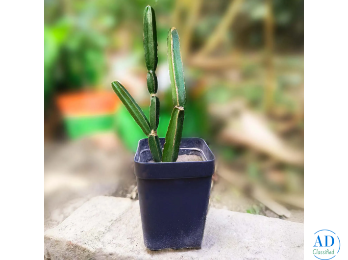 Hadjod Plant – Natural Support for Bone Health