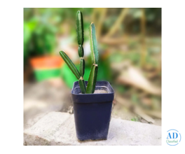 Hadjod Plant – Natural Support for Bone Health